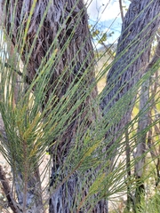 Allocasuarina inophloia