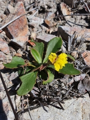 Goodenia subsolana