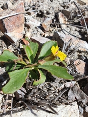 Goodenia subsolana