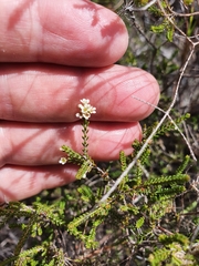 Micromyrtus delicata