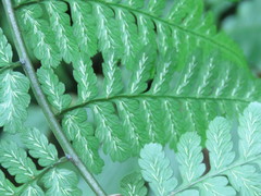 Diplazium kawakamii