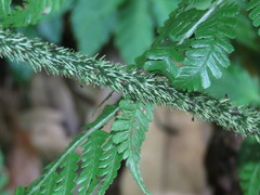 Diplazium kawakamii
