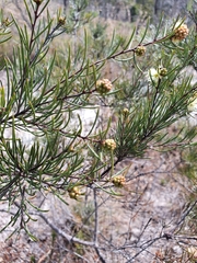Melaleuca borealis
