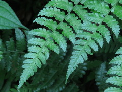Diplazium kawakamii