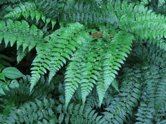 Diplazium kawakamii