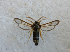 Eusphecia melanocephala