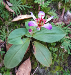 Tricyrtis lasiocarpa
