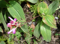 Tricyrtis lasiocarpa