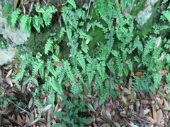 Athyrium anisopterum