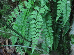 Athyrium anisopterum
