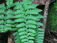 Athyrium anisopterum