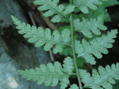 Athyrium anisopterum