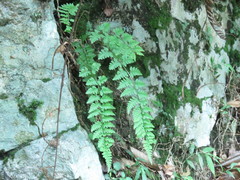 Athyrium anisopterum