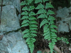 Athyrium anisopterum