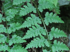 Athyrium anisopterum