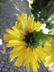 Sonchus fruticosus