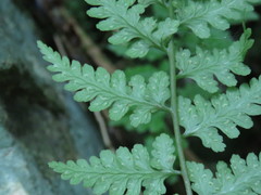Athyrium anisopterum