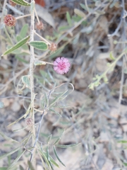 Acacia purpureapetala