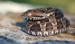 Bothrops pubescens