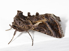 Autographa flagellum