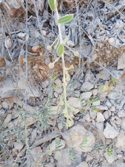Acacia purpureapetala