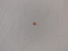 Pyrausta pseudonythesalis