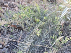 Acacia purpureapetala