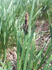 Carex scopulorum