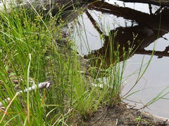 Juncus brachycephalus
