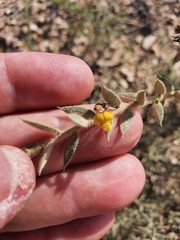 Daviesia filipes