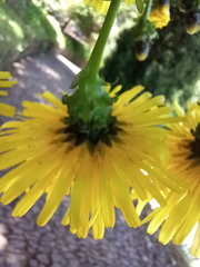 Sonchus fruticosus