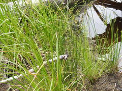 Juncus brachycephalus