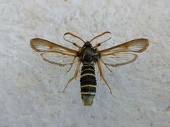 Eusphecia melanocephala