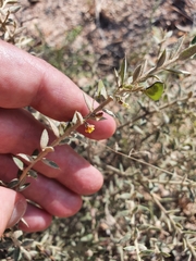 Daviesia filipes