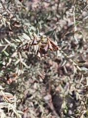 Daviesia filipes