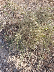 Daviesia filipes