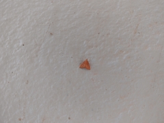 Pyrausta pseudonythesalis