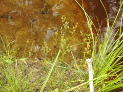 Juncus brachycephalus