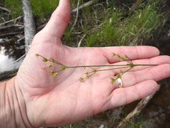 Juncus brachycephalus