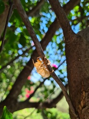 Cicada mordoganensis