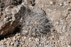 Copiapoa longispina