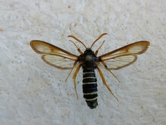 Eusphecia melanocephala