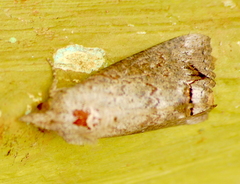 Hypocala deflorata