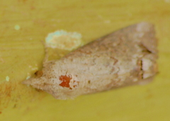 Hypocala deflorata