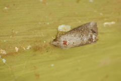 Hypocala deflorata