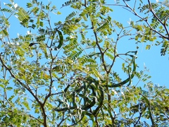 Chloroleucon mangense mangense