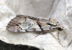 Catocala blandula