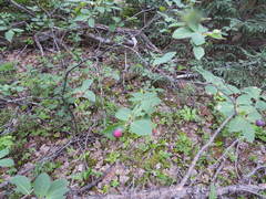 Amelanchier bartramiana