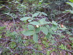 Amelanchier bartramiana
