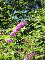 Buddleja davidii